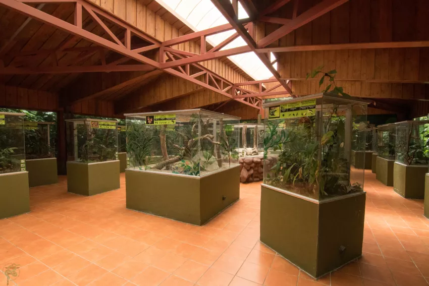Reptiles y anfibios - Selvatura Park