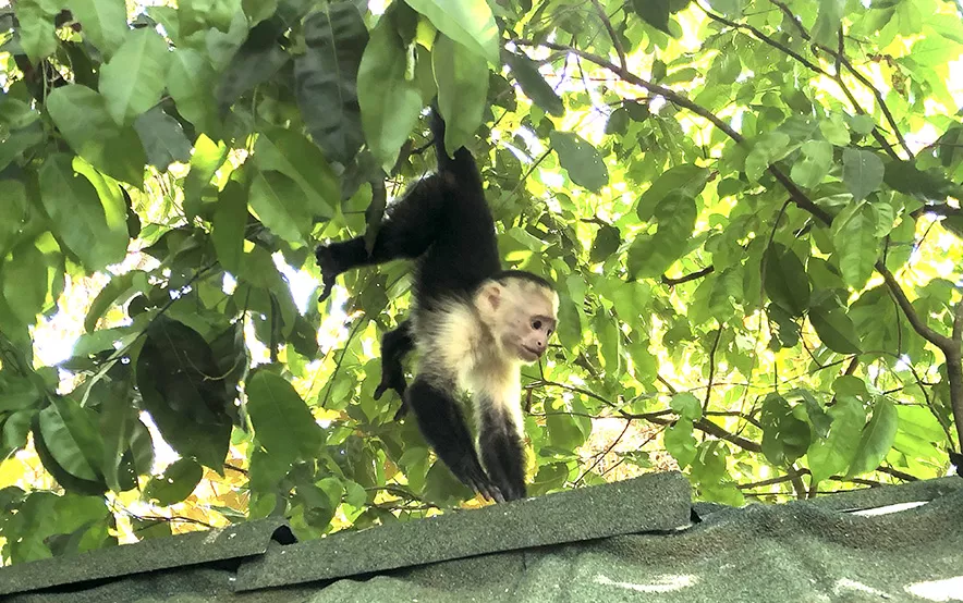 Mono colgando de un árbol.
