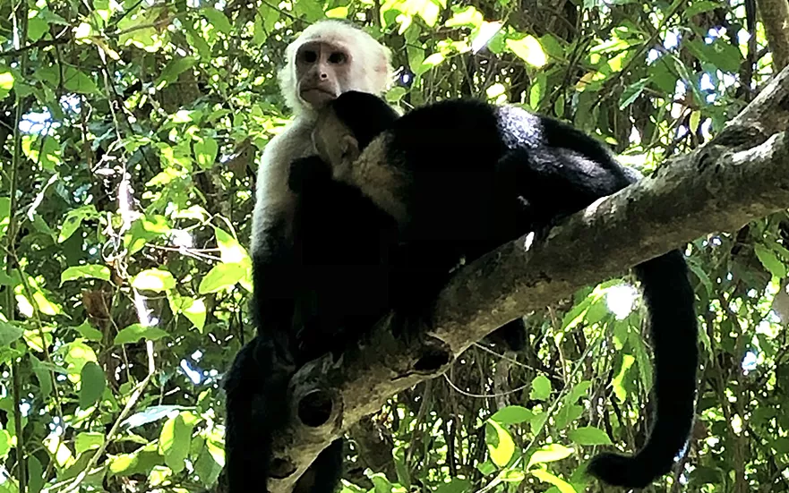 Dos monos en un árbol.