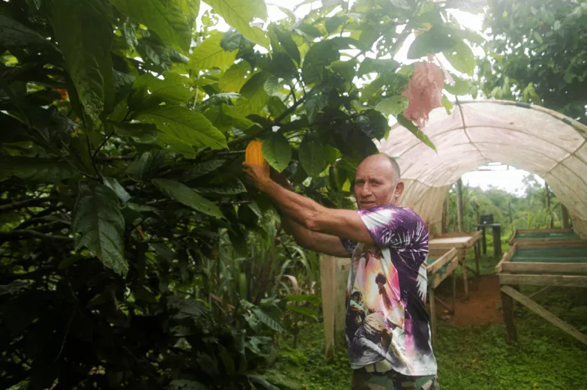 Planta de cacao