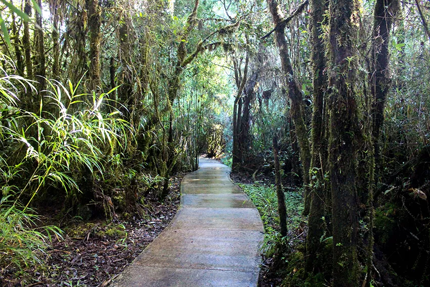 Sendero Parque Nacional los Quetzales