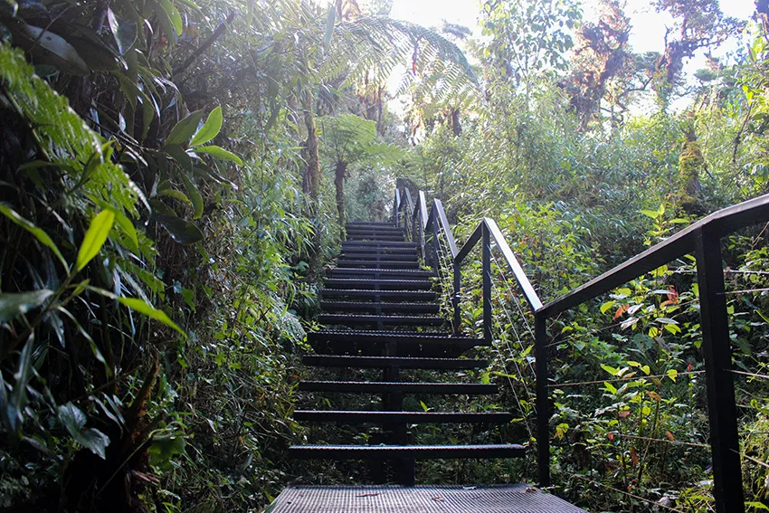 Sendero Parque Nacional los Quetzales