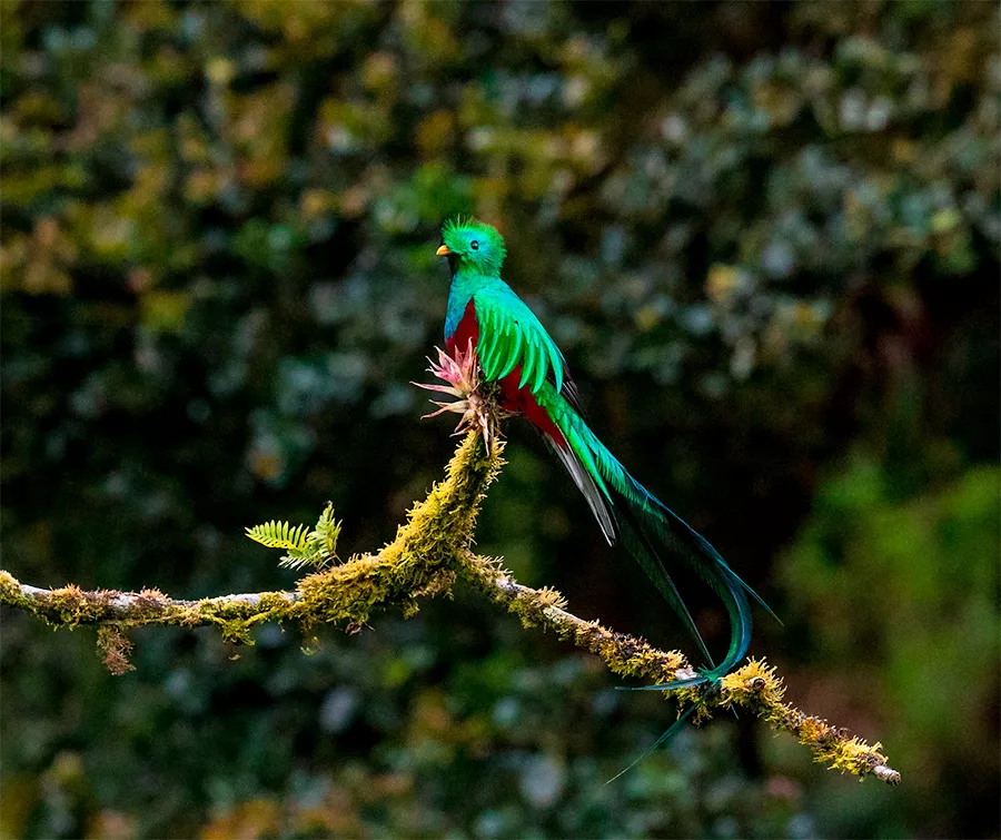 Quetzal