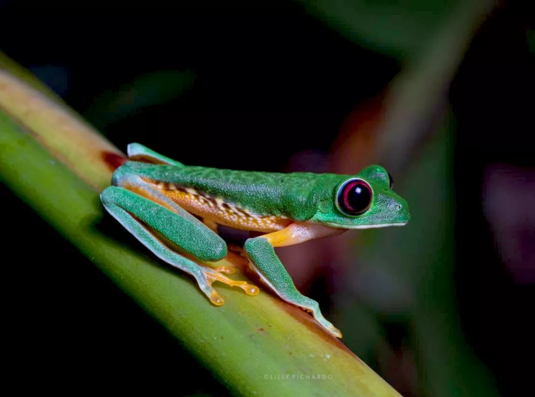 Punta mala - ranas