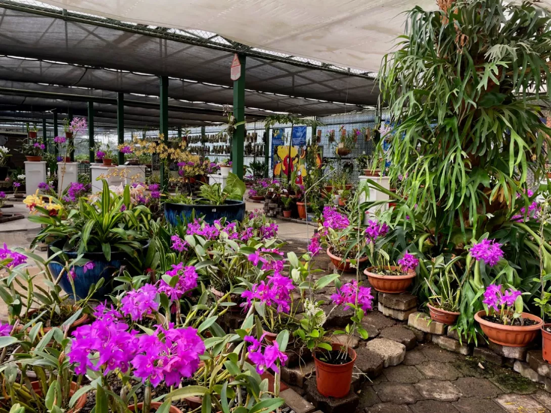 Jardín Botánico Lankester 8