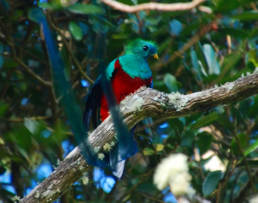 Quetzal