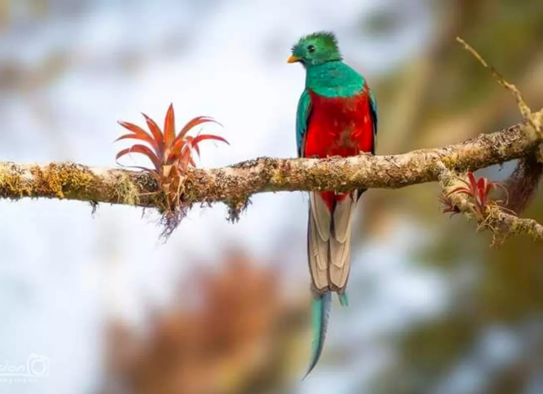 Observación