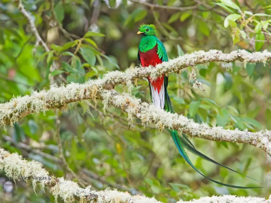 Quetzal