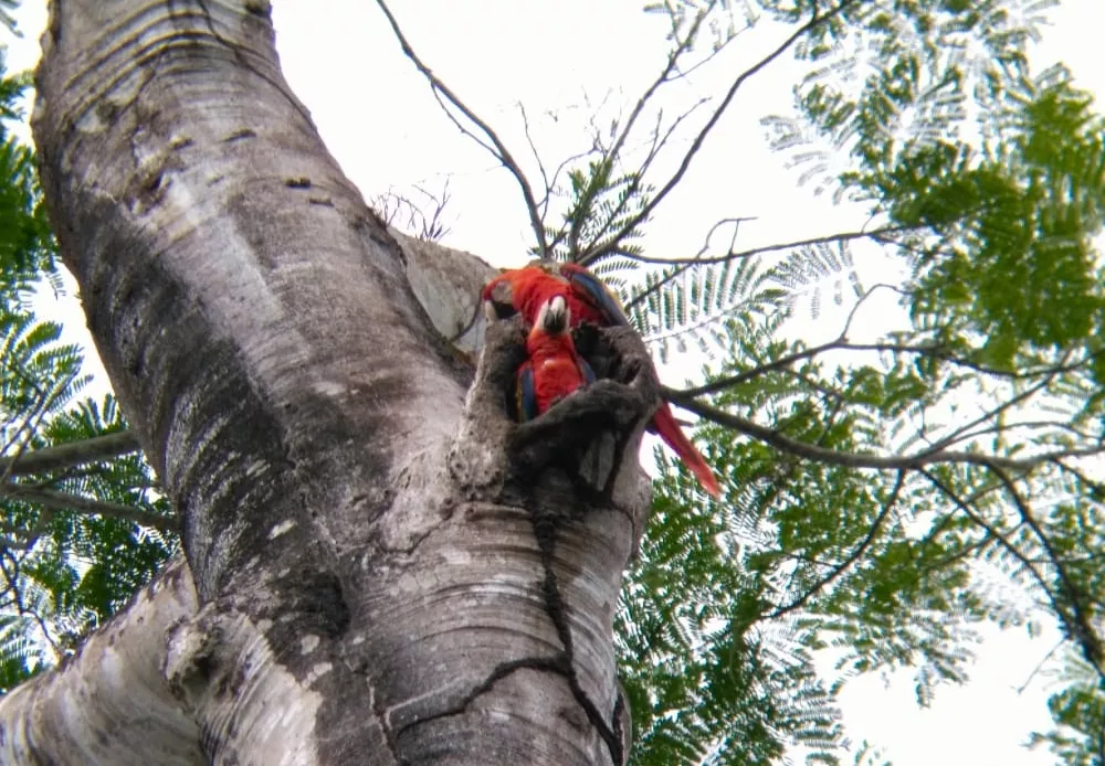 Lapas corcovado