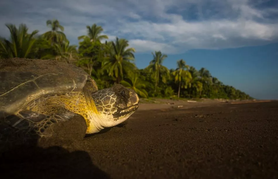 Tortuguero 4