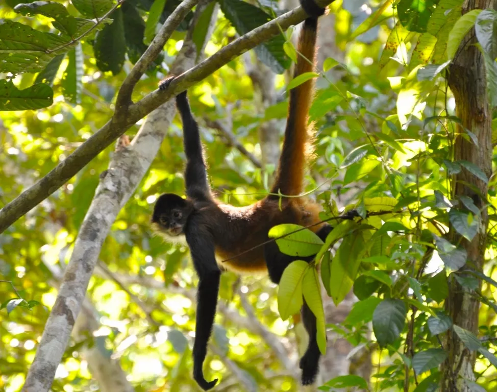 Tortuguero 4