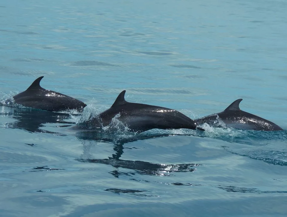Delfines - Marino Ballena